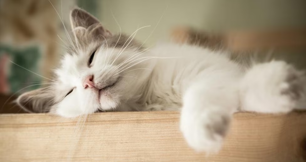 images/categorieimages/kalmeringkat.jpg