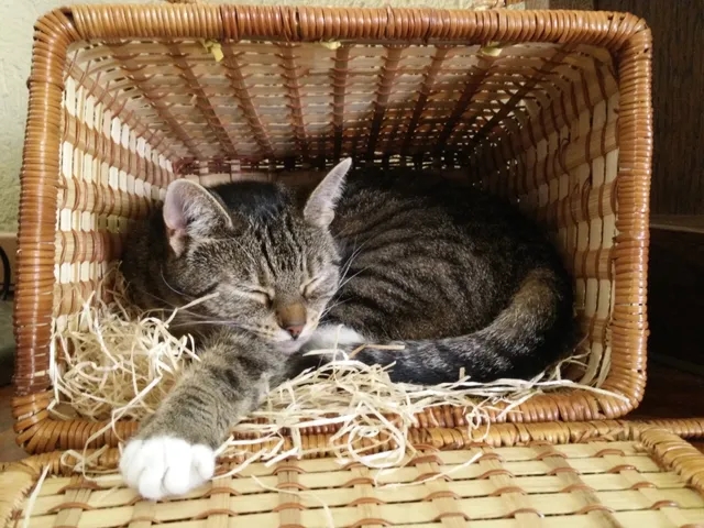 images/categorieimages/kattenmanden.jpg