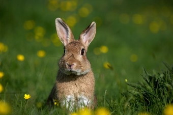 Rabbit snacks for dogs