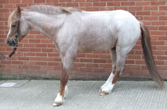 Laminites horse