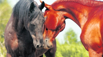 Products for mares and stallion