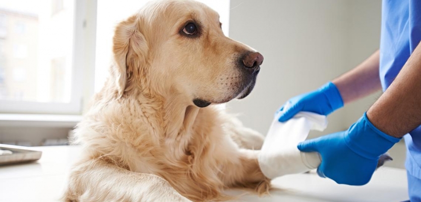 images/categorieimages/medischehulpmiddelenhond.jpg