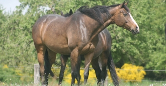 Products for the Metabolism in horses