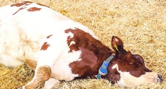 Products for milk fever in cows