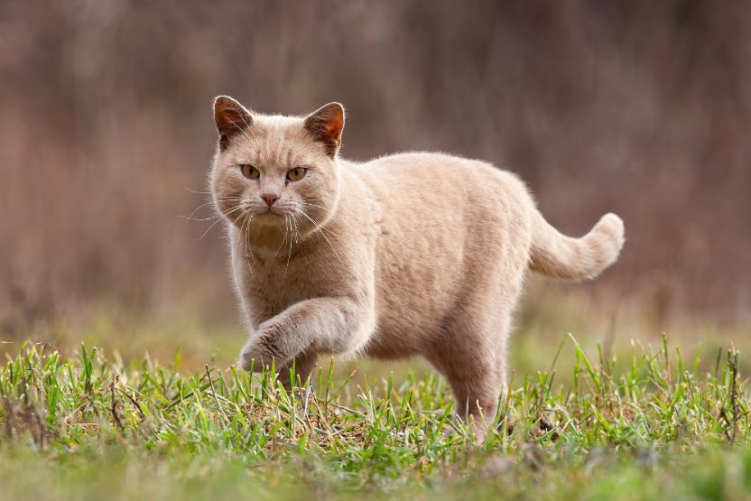 images/categorieimages/mobiliteitkat.jpg