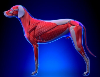 External products for the mobility in dogs