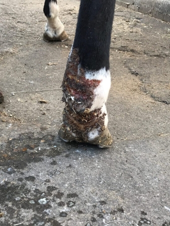Products against mud fever in horses