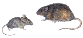 images/categorieimages/mouse-vs.-rat.jpg