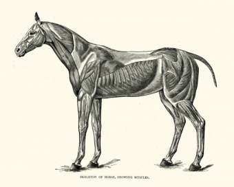 Products for muscles of horses