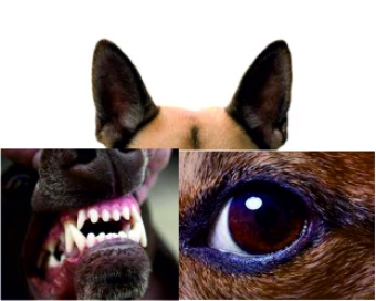 Products for the eyes, ears and teeth of dogs