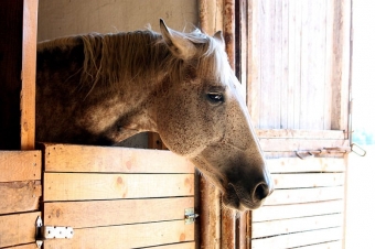 Products for Anti-inflammatory / Painkillers in horses