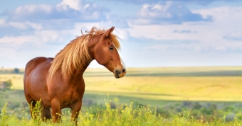 Products for the pasture of horses