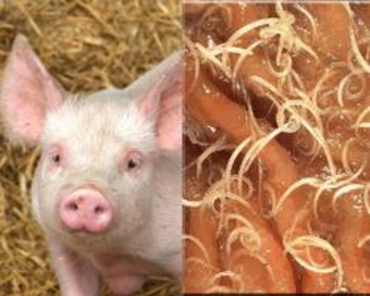 Products against worms in pigs