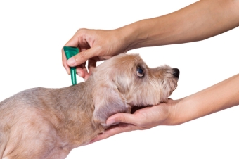 fLEA SPOT ON FOR DOGS