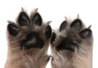 products for the paws and nails of dogs