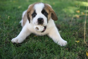 Products for large breed puppys