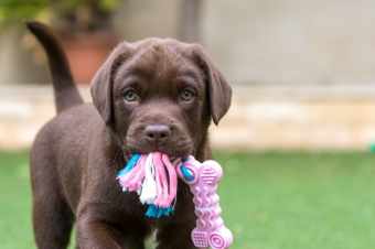 images/categorieimages/puppy-with-toy-.jpg