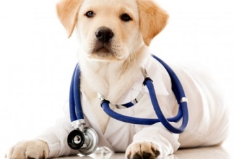 pRODUCTS FOR DISEASE RESISTANCE IN DOGS