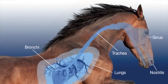 Products for respiratory tract horses