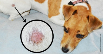 Products against ringworm and fungus on dogs