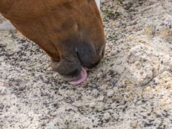 Products for sand eater horses