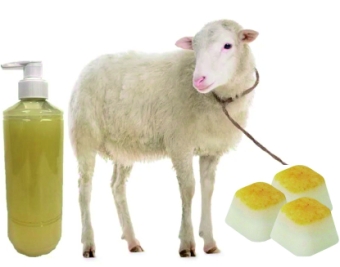 Sheep fat products for dogs