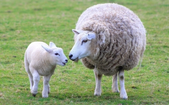 sheep and lamb snacks for dogs