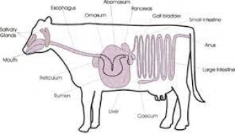 Products for the digestion in cattle