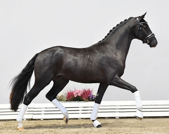 Products for stallions and geldings