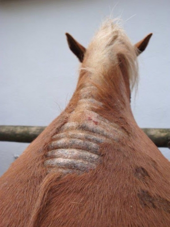 Poducts for sweet itch in horses