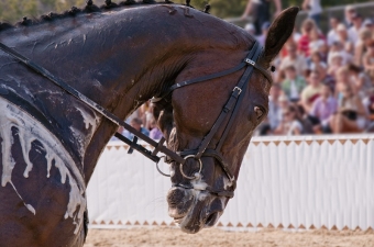 Products for sweating in horses