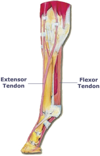 Products for the tendons of horses