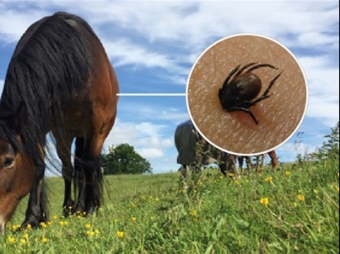 Products against ticks in horses