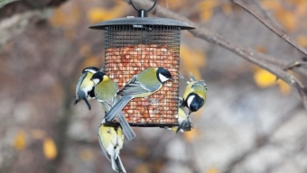 Feed for garden birds