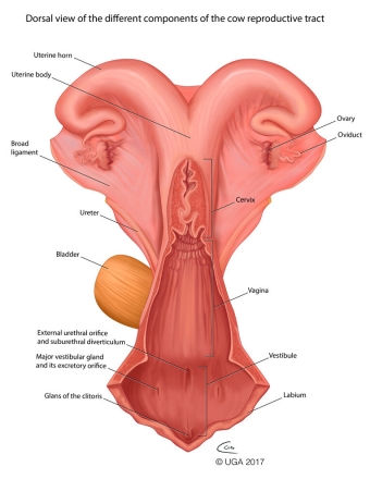 products for Uterine inflammation in bovines