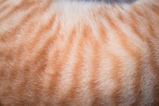 images/categorieimages/vachtkat.jpg