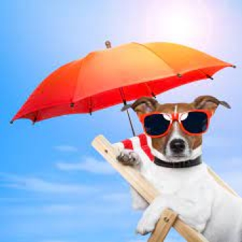 Products against heat in the summer for dogs