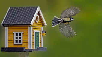 Houses for birds