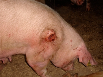 Products to take care of wounds in pigs