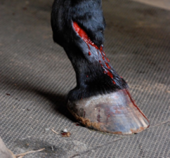 products to care for wounds in horses