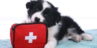 Products to take care of wounds first aid in dogs