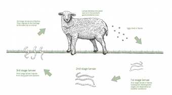 Products to deworm sheep and goats