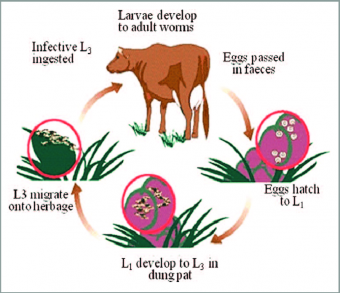 Products for deworming cattle