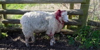 Products for wound care in sheep and goats