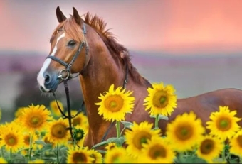 Products for the summer care of horses