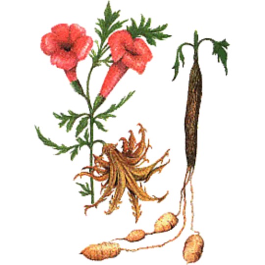 Duivelsklauw. For pain and inflammation, joint problems, muscle pain, etc.