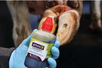 Amos Jodium Tinctuur 2% --- Een gebruiksklare jodiumoplossing voor wond- en navelbehandeling. Ook geschikt bij aflammeren en afkalven.