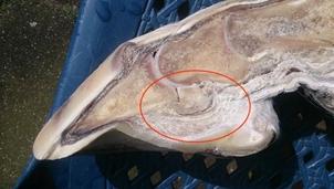 SINDROME NAVICULARE / LAMINITE NEI CAVALLI