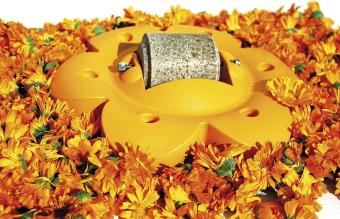 Officinalis Flower Orange. --- Lollyroll soporto + 1 Lollyroll lamer.