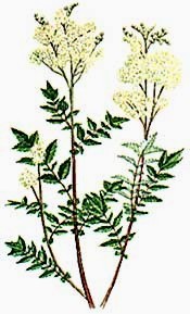 images/productimages/small/meadowsweet.jpg